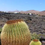 Kaktus im Lavafeld Lanzarote