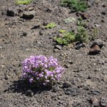 einsame Blume Südküste Fuerteventura