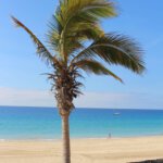 Palme Morro Jable Fuerteventura