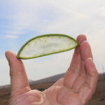 Aloe Vera Fuerteventura