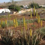 Aloe Vera Fuerteventura