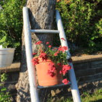 Geranie am Baum mit Leiter