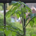 Tomatenpflanze mit Wassertropfen