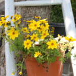 gelbe Blume mit Leiter am Baum