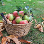 Korb mit Äpfeln im Herbst