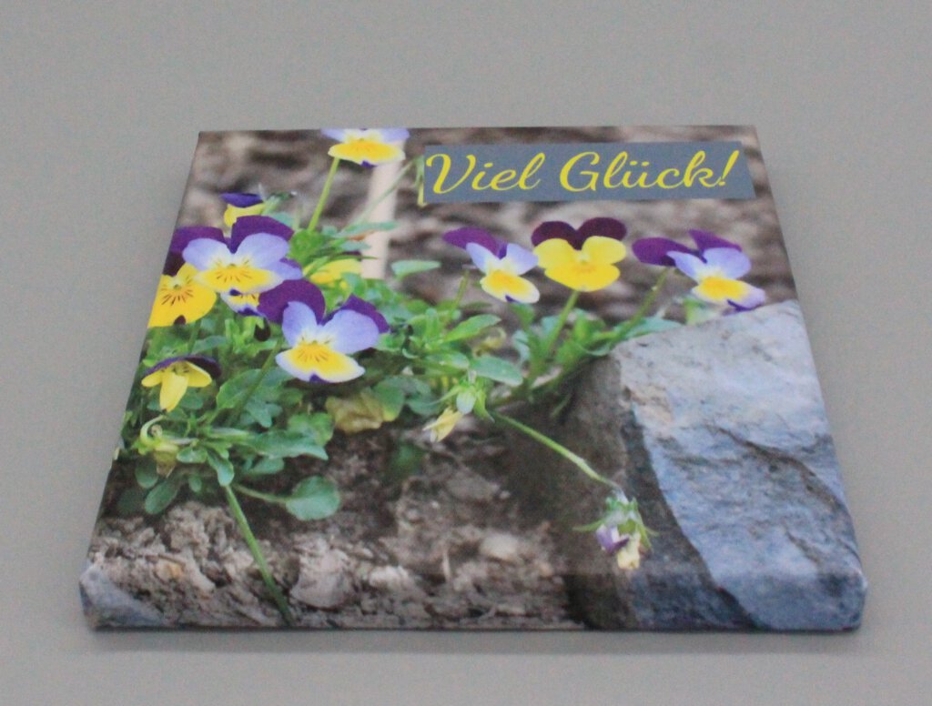 LEVG1 Leinwandbild Viel Glück 1 Hornveilchen