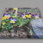 LEVG1 Leinwandbild Viel Glück 1 Hornveilchen